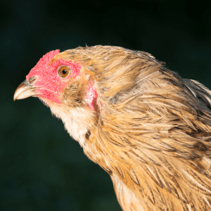 Profile view of an Olive Egger hen with golden-brown feathers and a vivid red comb, against a dark background."