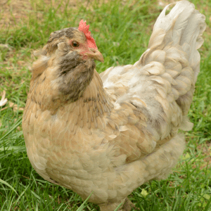 A pale, buff-colored Olive Egger chicken with a red comb and a contemplative expression standing in a grassy field."