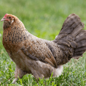 An Olive Egger hen with a golden and brown speckled coat and a red comb walking through green grass."