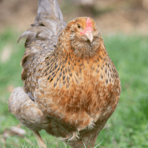 An attentive Olive Egger chicken with a mottled brown and gold plumage looks forward, set against a soft-focus natural background.