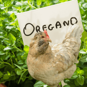 Artivle: Power herbs for Chickens. Pic - An Olive Egger chicken nestled in a lush oregano plant with a sign labeled 'Oregano' in the background