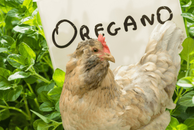 An Olive Egger chicken nestled in a lush oregano plant with a sign labeled 'Oregano' in the background
