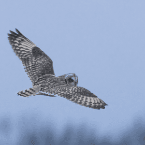 A snowy owl in mid-flight against a twilight sky