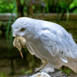 A snowy owl gripping a chick in its beak.