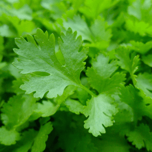 "Fresh, vibrant green parsley leaves close-up, highlighting the intricate patterns of the foliage."