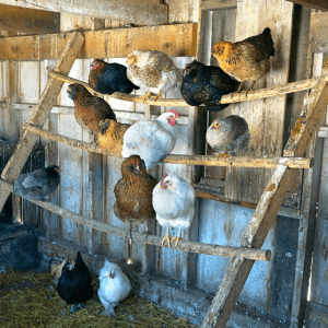 Chickens of various breeds perching on wooden bars inside a rustic coop with straw-covered floor and wooden walls."