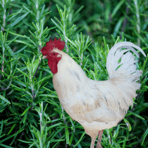 A white Leghorn rooster stands among dense rosemary bushes, highlighting the plant's role as a pest deterrent in chicken habitats