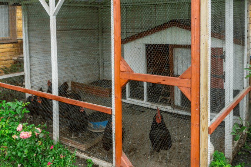 A secure chicken coop with a combination lock on the wooden door, surrounded by a wire mesh fence. A black chicken stands inside, with lush greenery and pink roses nearby.