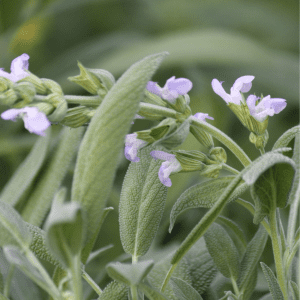 "Close-up of sage plant with soft green leaves and delicate purple flowers in natural light."