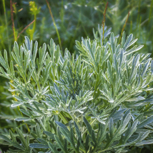 "Vivid close-up of wormwood plant with silvery-green leaves shimmering in the sunlight."