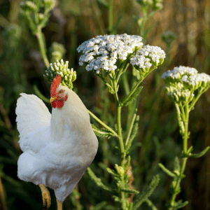 A white chicken in a garden with white yarrow flowers.