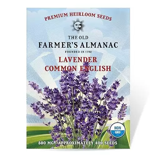 The Old Farmer s Almanac Heirloom Lavender Seeds (Common English) Approx 360 Seeds Non-GMO, Open Pollinated