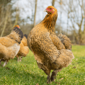  A majestic Brahma hen, prominently displayed, with detailed golden feathers, strolls through a grassy field with other hens in the background.