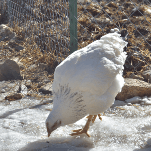 A Delaware chicken with white feathers and black speckles at the neck pecks at the ground, with icy patches and dry grass around it.