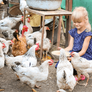 A young girl in a blue polka dot dress happily feeding a flock of in a rustic farmyard.