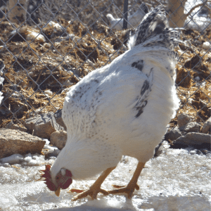 A Delaware chicken with white and black speckled feathers forages in a snowy environment near a wire fence.