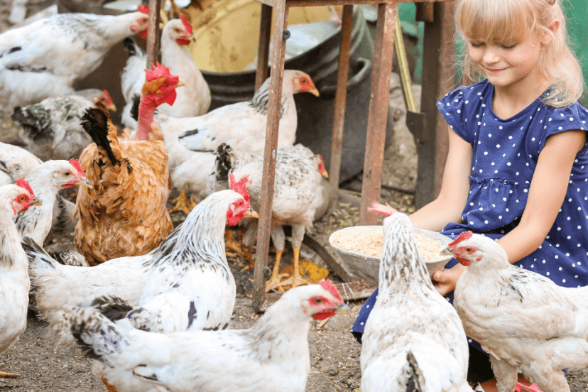 A young girl in a blue polka dot dress happily feeding a group of Delaware chickens in a rustic farmyard.