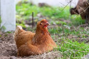 Article: Golden Comet Chickens. Pic- A Golden Comet chicken resting in a grassy area near a garden, its rich reddish-brown feathers blending with the natural surroundings.