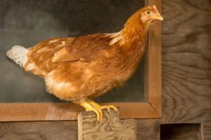 A Golden Comet chicken perched on a wooden ledge inside a coop, looking alert.