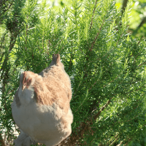 A chicken standing in front of a lush rosemary bush in a garden setting.