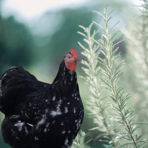 A black and white chicken standing next to a rosemary plant in a garden.