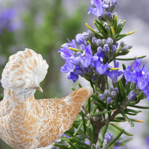 A cream and white chicken standing beside a blooming rosemary plant with vibrant purple flowers.