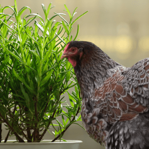 A speckled chicken standing next to a potted rosemary plant.
