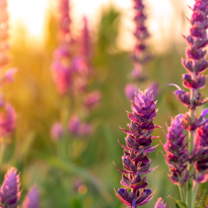 Close-up of blooming sage flowers with vibrant purple petals in a garden, backlit by the warm glow of the setting sun.