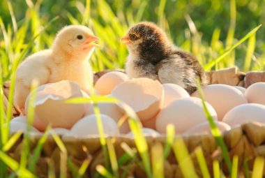 Two baby chicks sitting among eggshells in the grass with a row of garlic cloves at the bottom of the image.