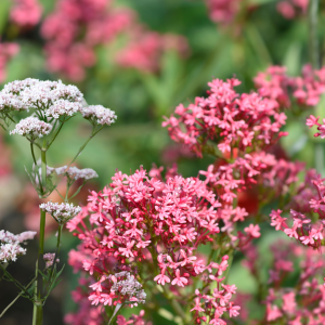 Close-up of blooming pink and white valerian flowers in a garden.