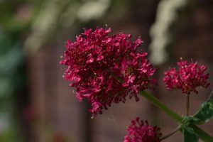 Close-up of vibrant red valerian flowers against a blurred background.