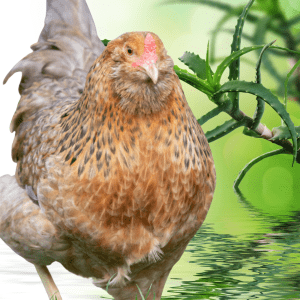 A hen standing in front of an aloe vera plant, highlighting the natural remedy benefits for chickens.