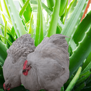 wo gray chickens nestled among large green aloe vera leaves.