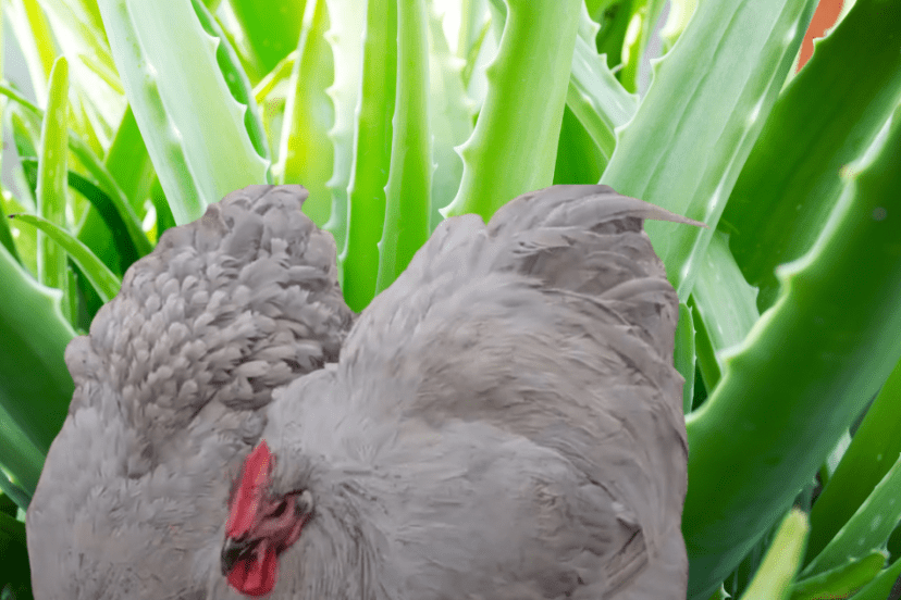 wo gray chickens nestled among large green aloe vera leaves.