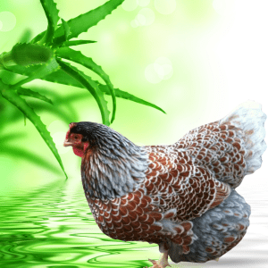 A beautifully patterned chicken standing near vibrant aloe vera leaves with a serene green background.