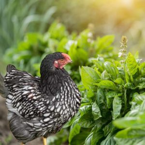 A Silver Laced Wyandotte hen standing near lush basil plants in a garden.