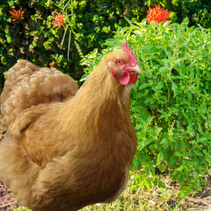 A Buff Orpington hen standing near a lush basil bush in a garden.