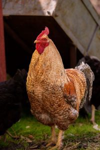 Article: Bielefelder Chickens Survive Cold Climates. Pic - A rooster with golden and white feather patterns standing confidently in a rustic farm setting.