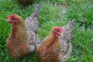 Two hens with intricate feather patterns grazing in a lush green meadow, one looking curiously towards the camera.