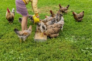 Article: Bielefelder Chickens Survive Cold Climates. Pic - A person feeding a flock of diverse chickens in a grassy field, showing a variety of feather patterns and colors.