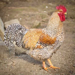 A rooster with a striking combination of golden and silver feather patterns stands proudly in a farmyard.