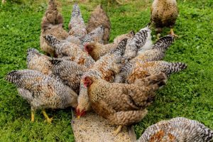 Article: Bielefelder Chickens Survive Cold Climates. Pic - A group of chickens with varied feather patterns feeding together in a lush, green pasture.