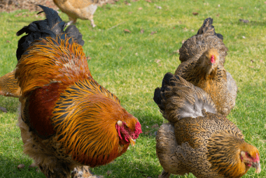 A vibrant group of Brahma chickens in a grassy area, featuring a prominent rooster with fiery orange and black feathers, accompanied by hens with detailed gold and grey plumage.