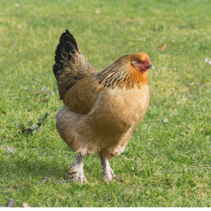  A Brahma hen standing gracefully on a grassy field, showcasing her beautiful golden and black feather pattern.