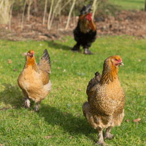 Two golden Brahma hens with a black Brahma rooster in the background, all walking in a garden with scattered leaves and green grass.