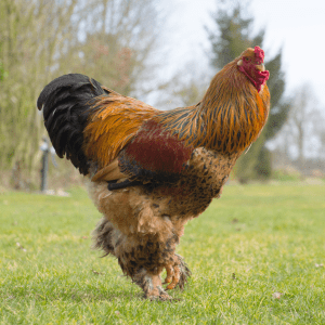  A majestic Brahma rooster with a vivid display of orange, red, and black feathers, struts across a grassy field.
