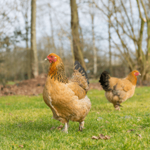 Two Brahma chickens in a pastoral setting, with the forefront hen showcasing golden and black feathers.