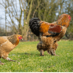 A golden Brahma hen strides forward in a lush green field, while a colorful rooster with red and black feathers struts in the background.