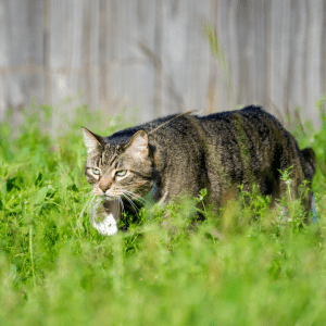 Article; Chicken Predators that Pose A Threat To Fancy Chicken Breeds. Pic - A tabby cat crouches low in lush green grass, eyes intensely focused forward, exhibiting stalking behavior.