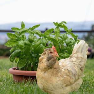 A hen standing next to a pot of lush basil in a garden, illustrating the benefits of basil for poultry.